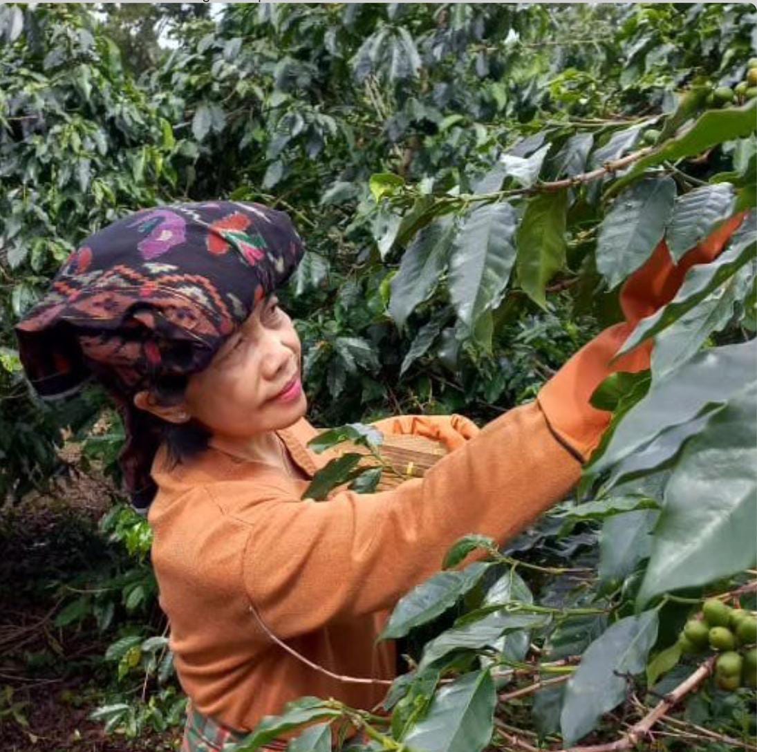 Kebun kopi Sumatera