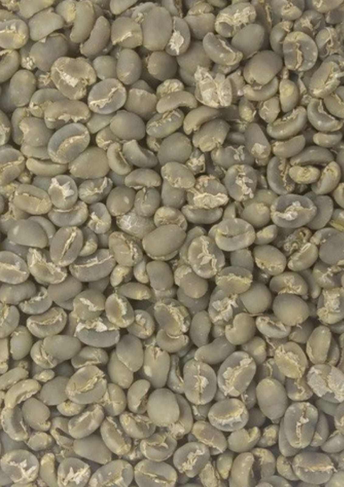 Arabica Sumatera Karo Green Bean